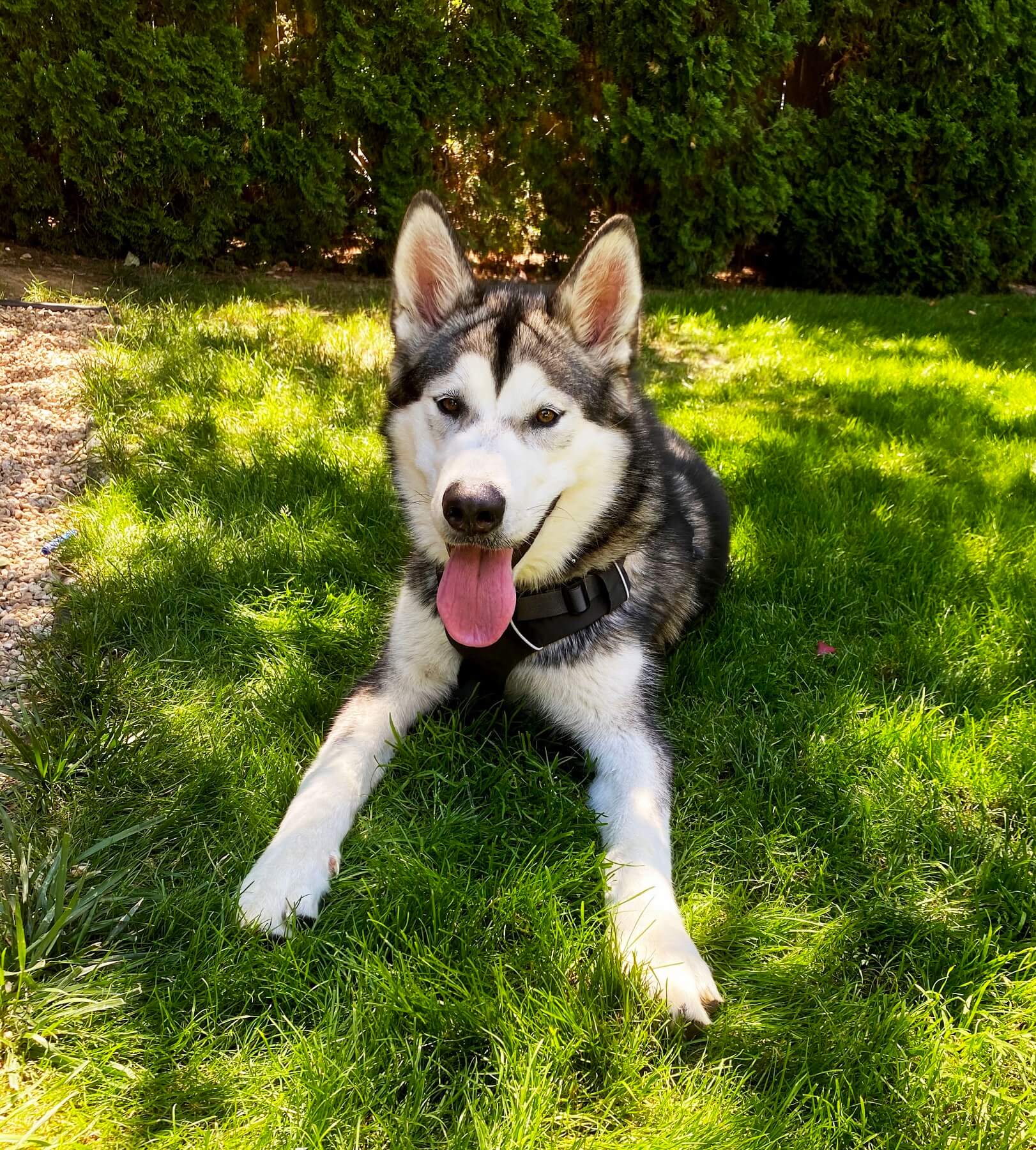 Odin – Moonsong Malamute Rescue, Inc