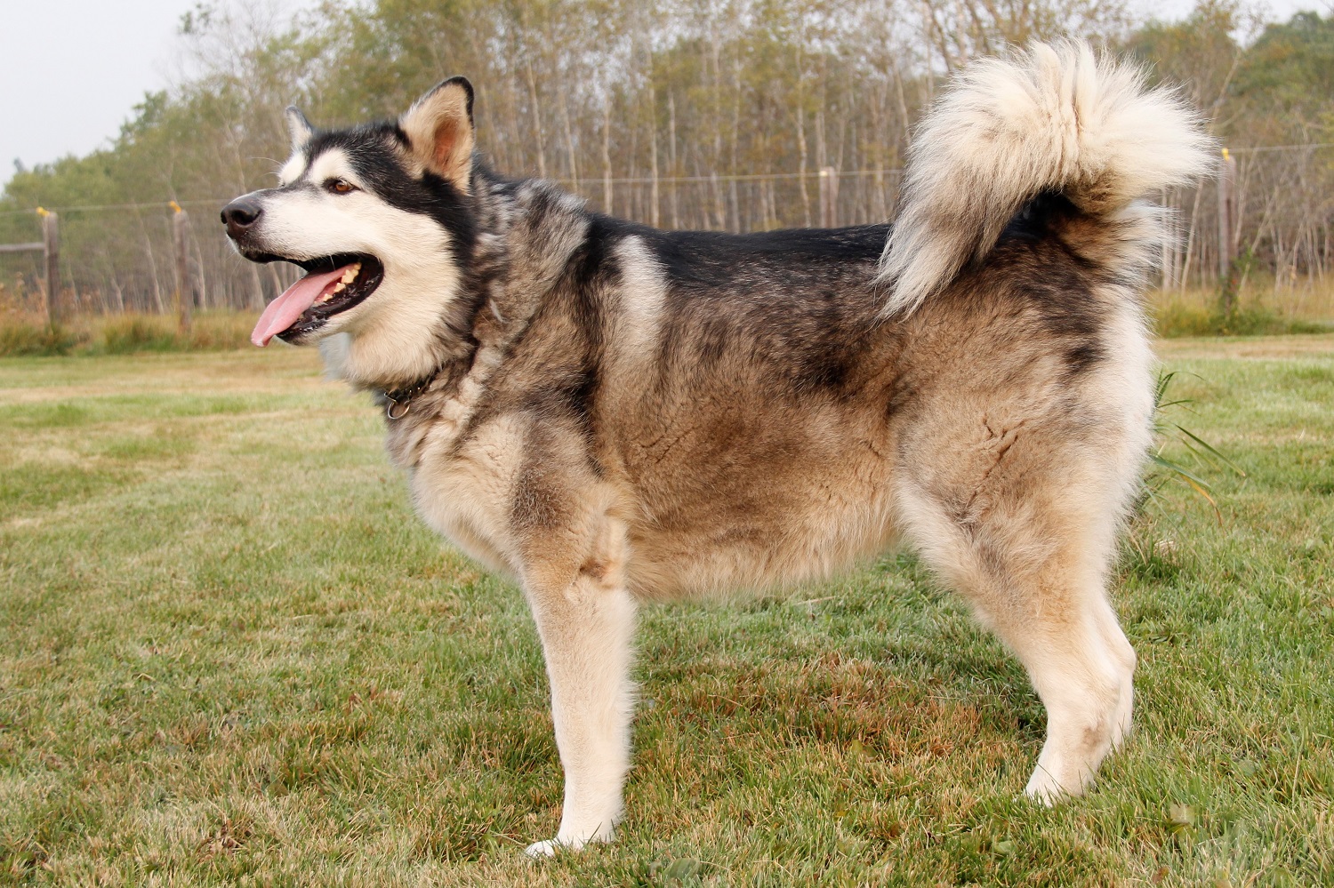 Sitka – Moonsong Malamute Rescue, Inc