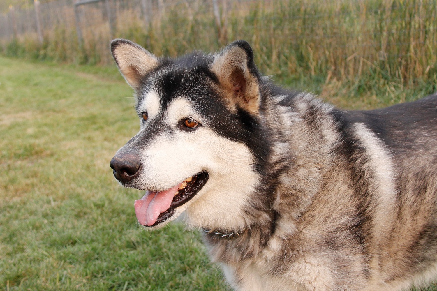 Sitka – Moonsong Malamute Rescue, Inc