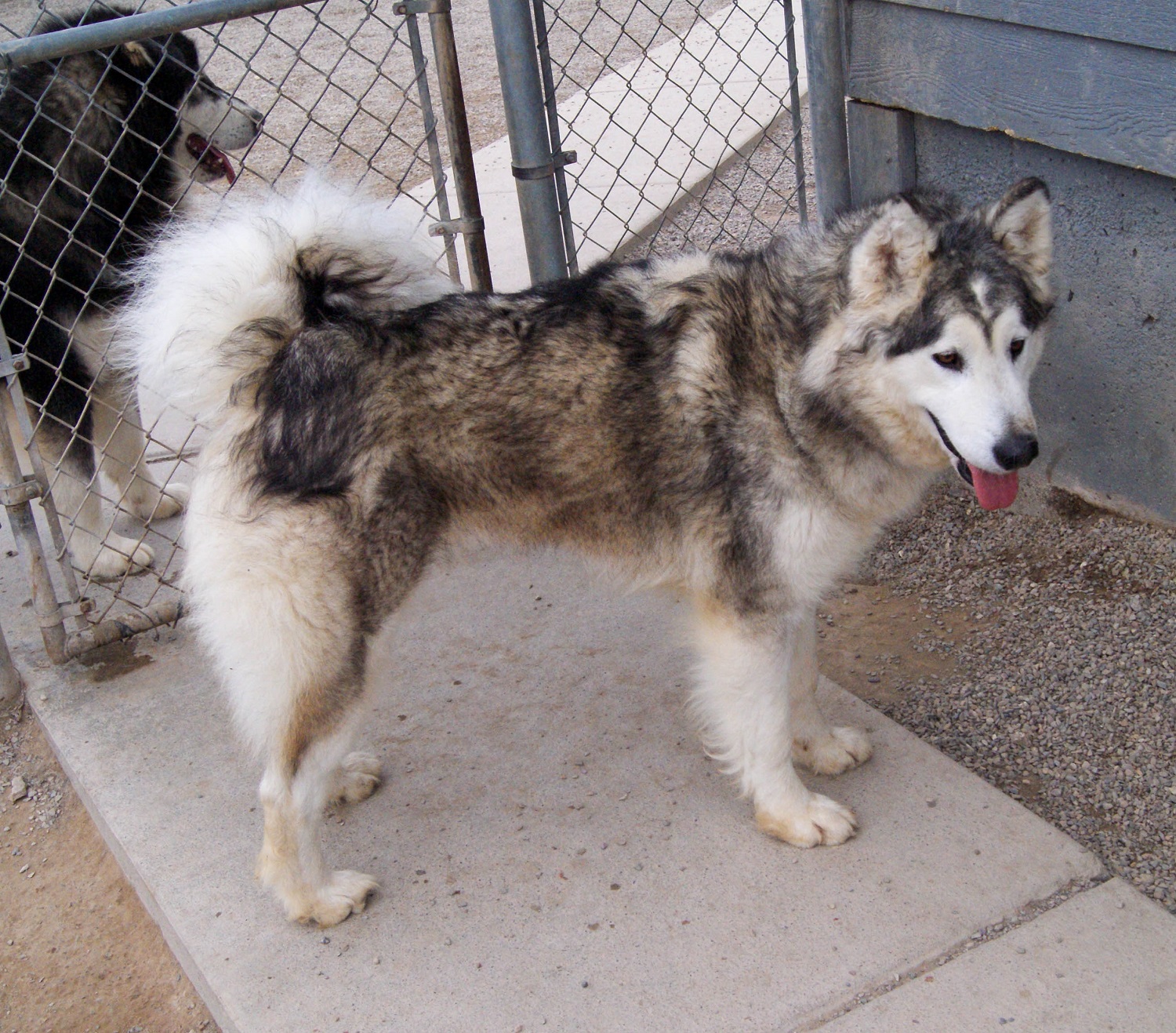 Glacier – Moonsong Malamute Rescue, Inc